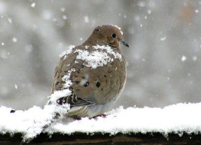 Мероприятие о заботе детей о птицах зимой получилось очень увлекательным и познавательным