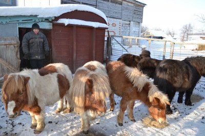  Канашский район: пони, гуси и их хозяева стали героями телесюжетов ГТРК "Чувашия"